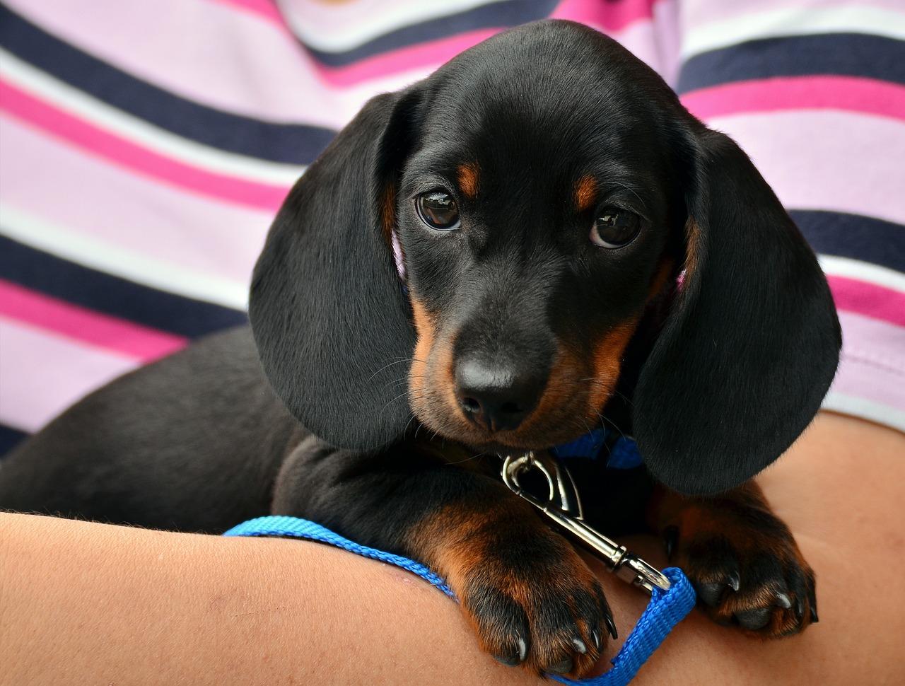 Cómo elegir la mascota adecuada para tu bolsillo: Consejos para evitar sorpresas financieras