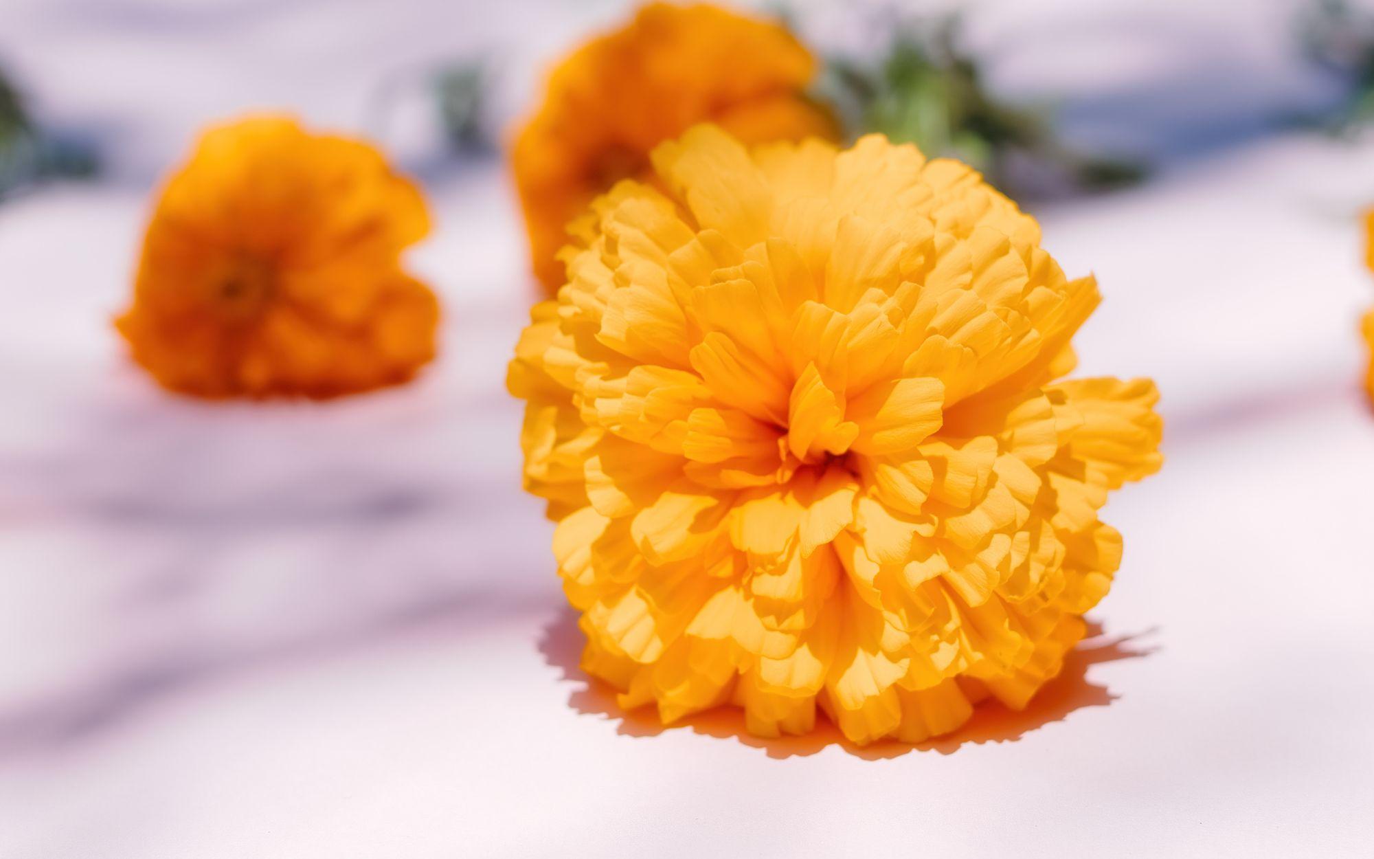 Origen de la flor de cempasúchil, y en qué platillos se puede comer