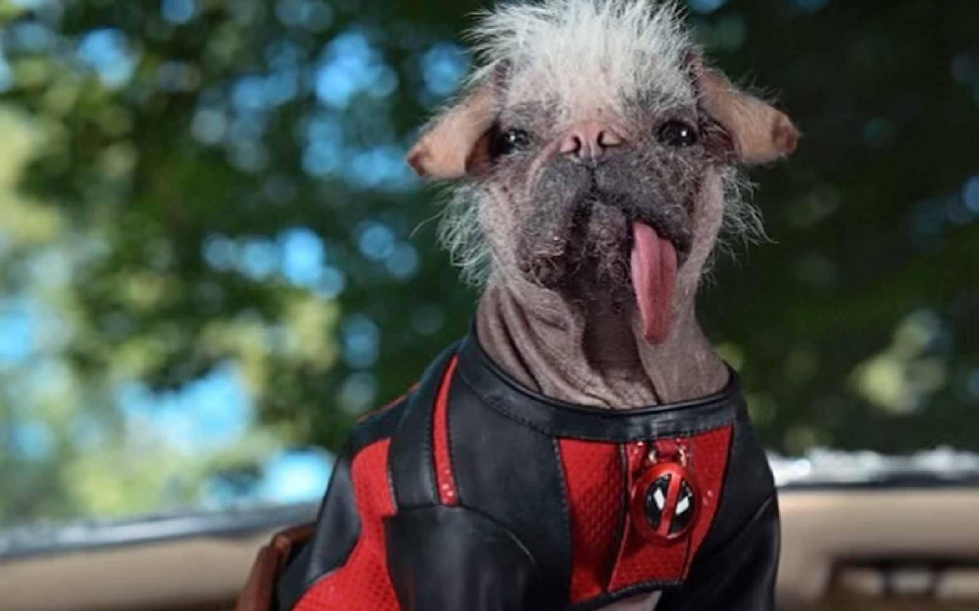 ¿Dogpool aparecerá en la nueva película de Deadpool? Esto es lo que sabemos