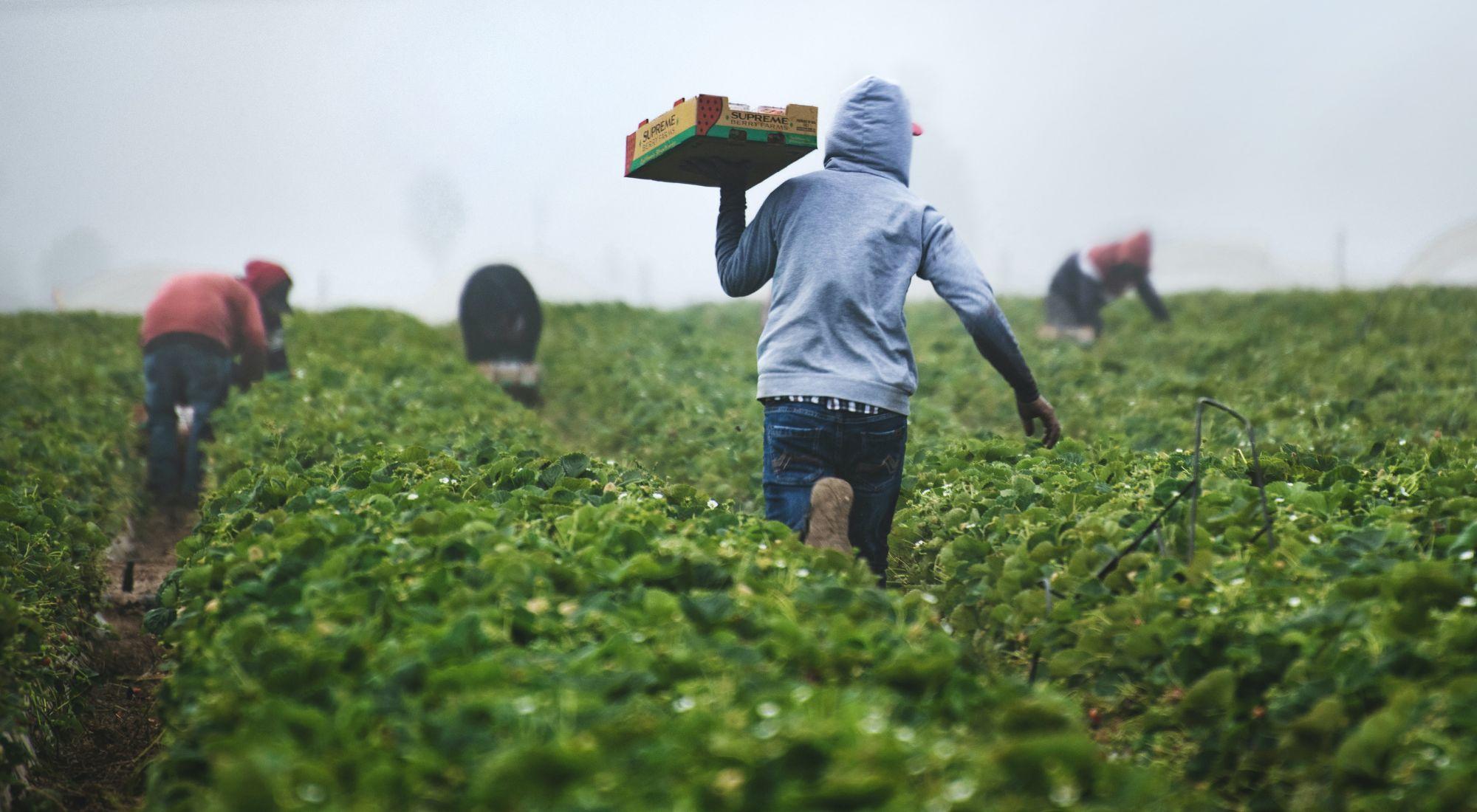 Baja el número de inmigrantes ilegales en California