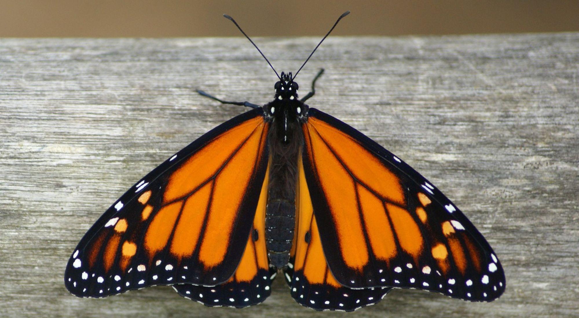 Mariposas monarca deslumbran en la costa de California en su migración invernal