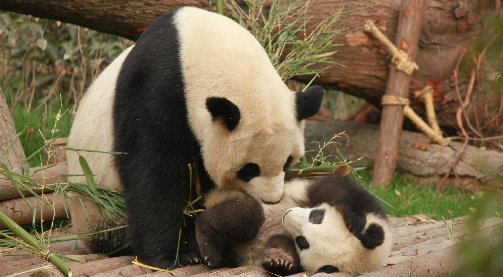 China enviará nuevos pandas a Estados Unidos como gesto de amistad