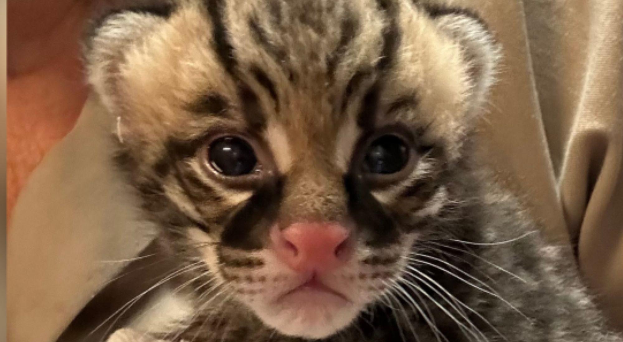 Nació un cachorro de ocelote en el Zoológico de Los Ángeles