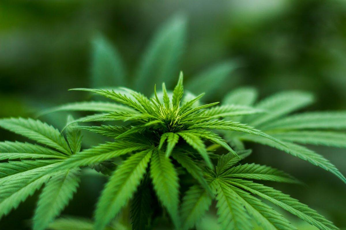 Estados Unidos se Inclina por la Legalización de la Marihuana para Uso Médico y Recreativo