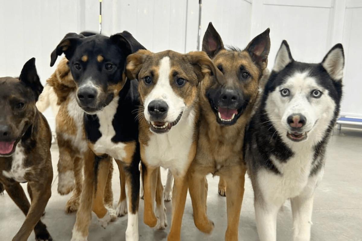 Hay una guardería para perros en I-Drive Orlando: ubicación, precios y comodidades