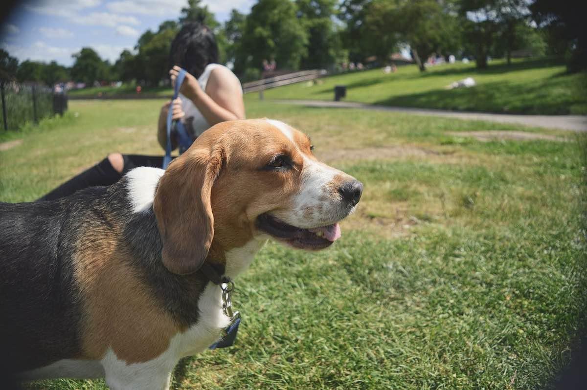 ¡Explora los Mejores Parques para Pasear a tu Perro en Los Ángeles!