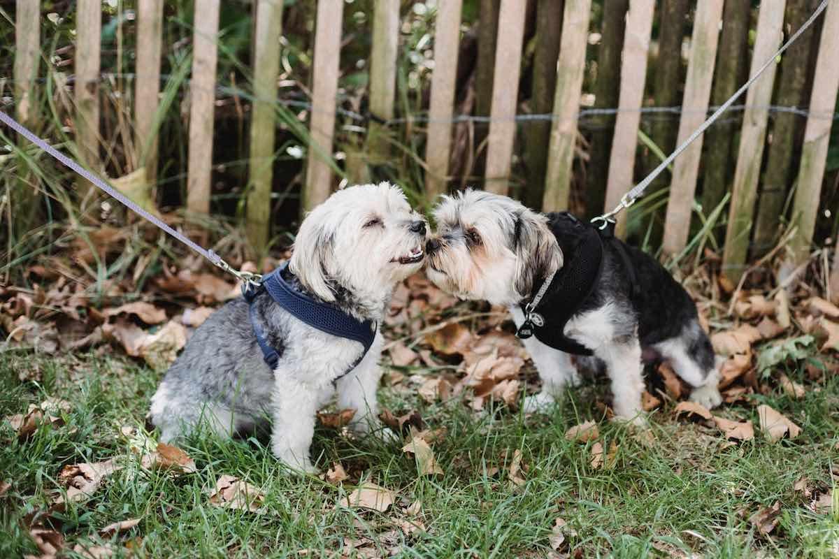 Descubre el Jardín Botánico South Coast con tu Perro: Un Paraíso para las Mascotas