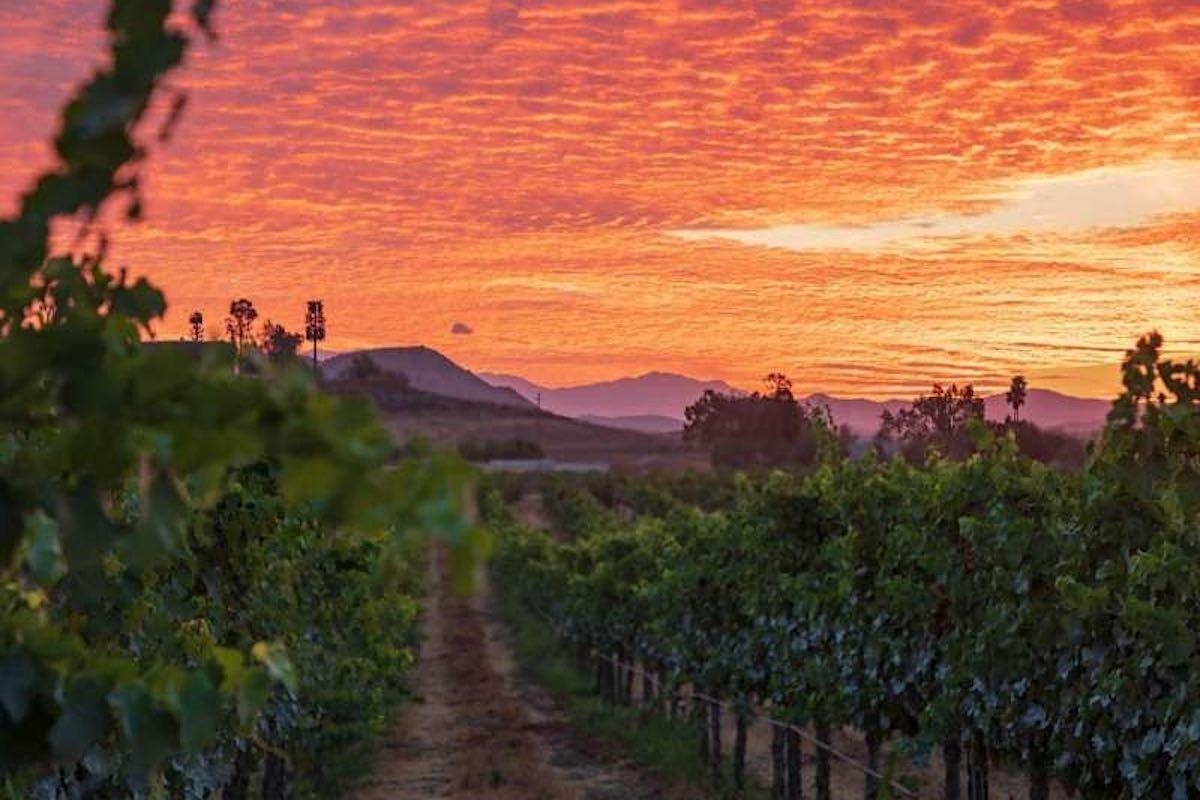 Septiembre: ¡Llega el Mes del Vino a Temecula Valley! Vive una Experiencia Única